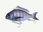 Little Jack Charikom Vibe Lure