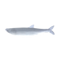 Little Jack MODELISM ZAKO 1.4" Ajing Soft Bait