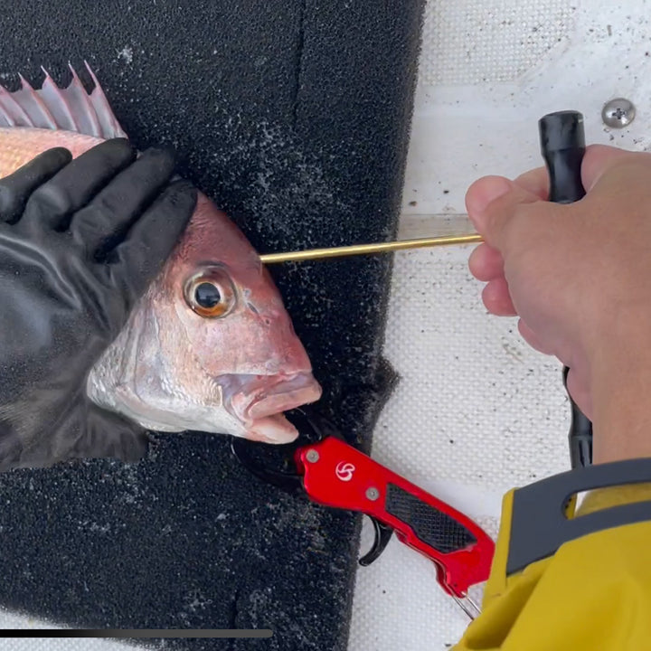 Belmont FISH PICK ICHIGEKI