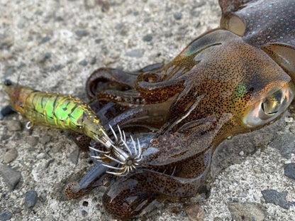 Little Jack Onliest Fish and Squid Jig