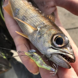Little Jack HanebiX SQUID Fish and Squid Jig