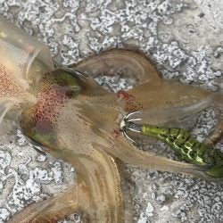 Little Jack HanebiX SQUID Fish and Squid Jig
