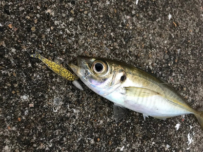 Little Jack MODELISM ZAKO 1.4" Ajing Soft Bait