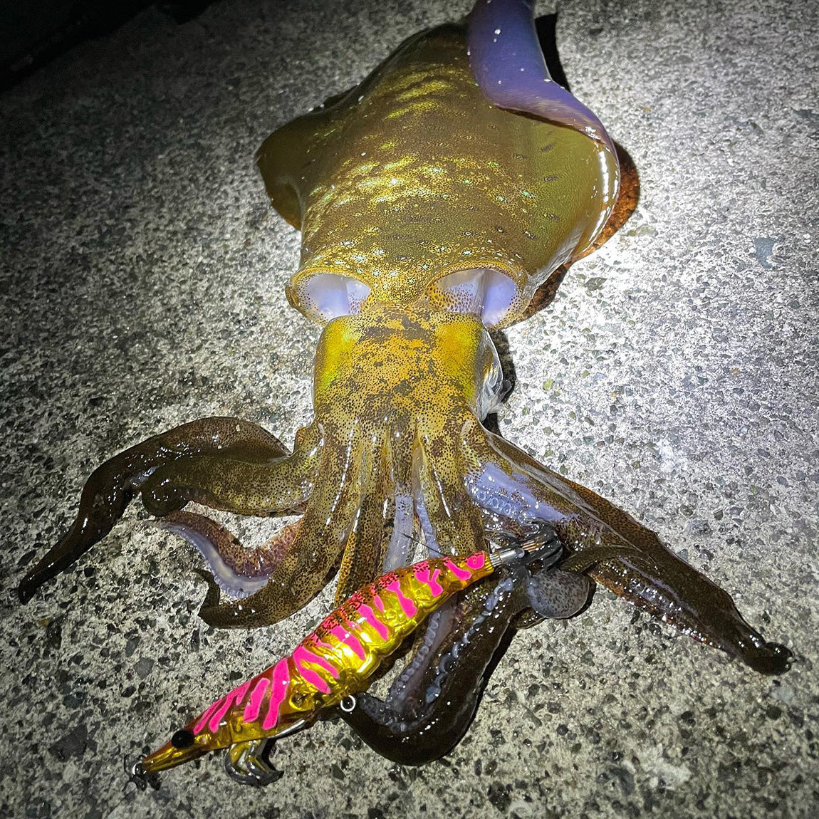 Little Jack Onliest Fish and Squid Jig